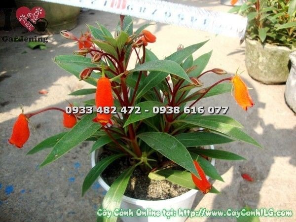 Cây Son Môi Giống Mới (Ms: 19705)