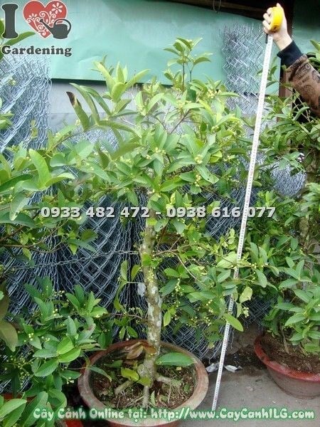 Cây Mận Kiểng ( Cao 110cm – Ms: 19735)