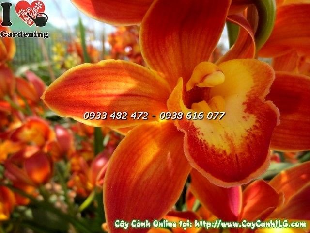 Cây Địa Lan Tết Màu Cam (Ms: 19811)