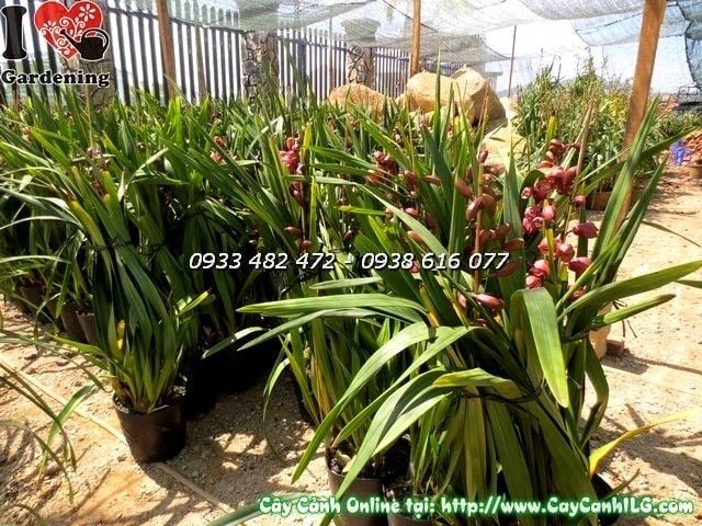Cây Địa Lan Tết Màu Hồng (Ms: 19817)