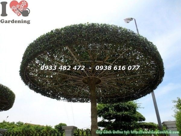 Cây Sanh Dạng Cây Dù (Cao 2m – Ms: 21907)