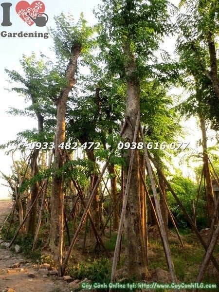 Cây Giáng Hương Cổ Thụ (Cao 8m – Ms: 21915)