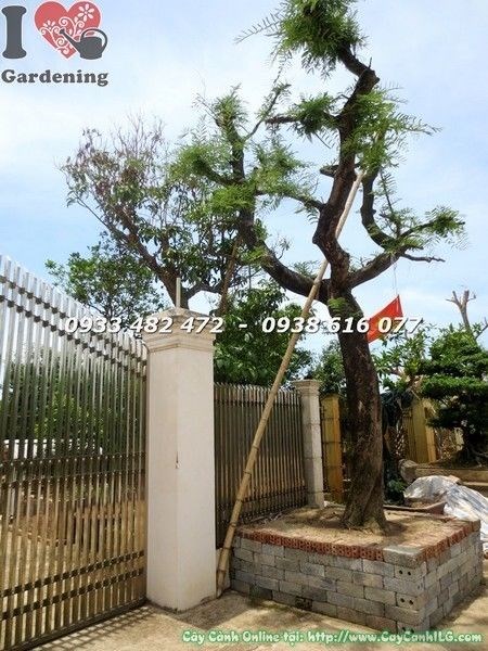 Cây Me Trái Cổ Thụ (Cao 6m – Ms: 21926)