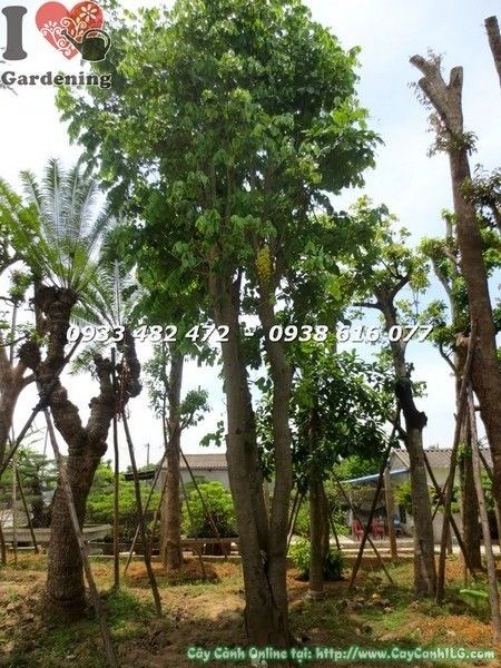 Cây Osaka Vàng Cổ Thụ Có Hoa (Cao 7m – Ms: 21937)