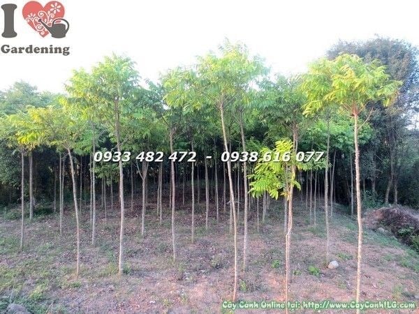 Cây Sấu Giống (Cao 3m – Ms: 21960)