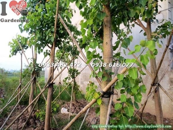 Cây Bồ Đề Đỏ Cổ Thụ Lớn (Cao 7m – Ms: 21962)