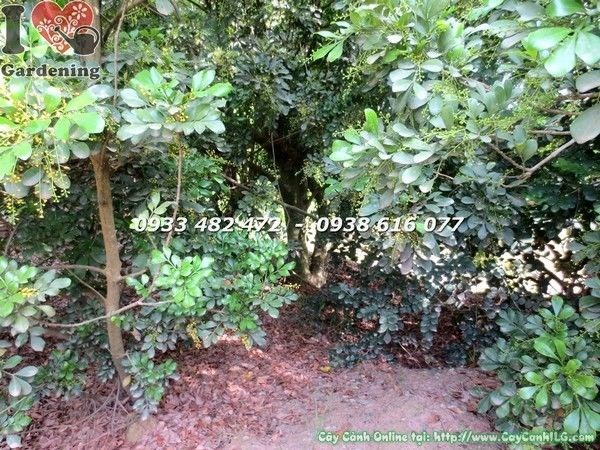 Cây Ngâu Cao 2m Gốc Lớn (Ms: 21979)