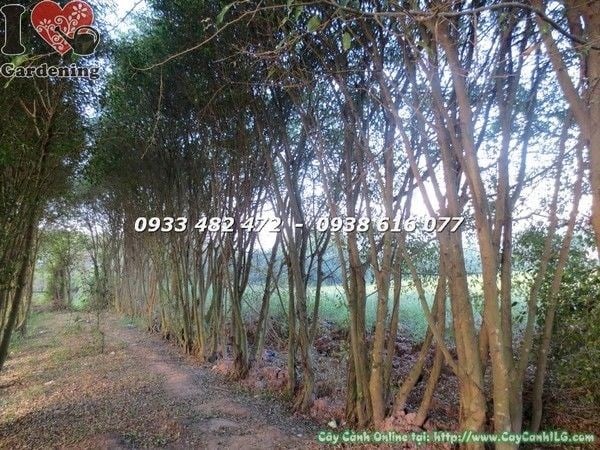 Cây Sanh Trồng Lối Đi (Cao 4m – Ms: 22016)