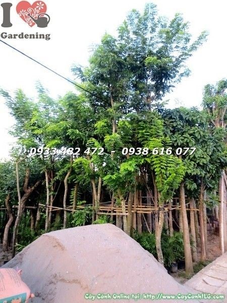 Cây Giáng Hương (Đk 15cm Cao 6m – Ms: 22039)