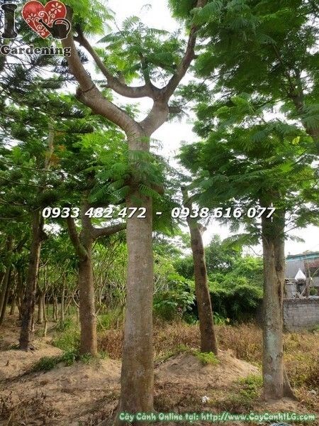 Cây Phượng (Đk 40cm Cao 6m – Ms: 22048)