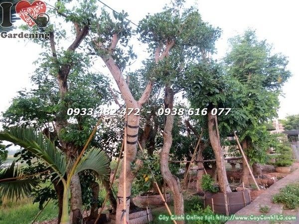 Cây Osaka Đỏ (Đk 35cm Cao 5m – Ms: 22072)