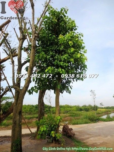 Cây Bồ Đề Đỏ (Đk 20 Cao 4m – Ms: 22076)