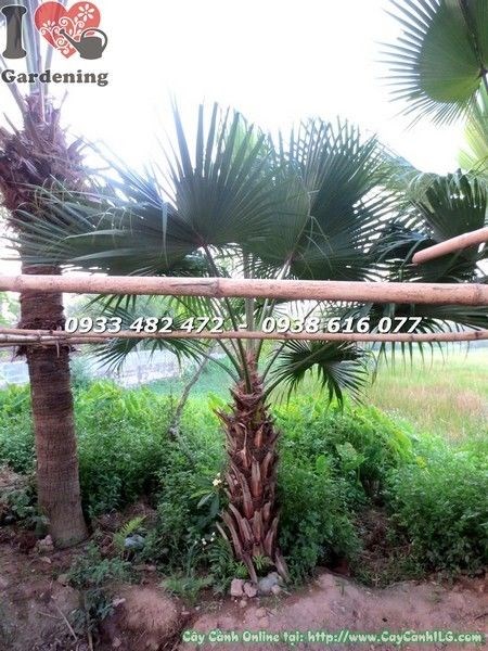 Cây Cọ Xẻ (Lóng 1m Cao 2m – Ms: 22097)