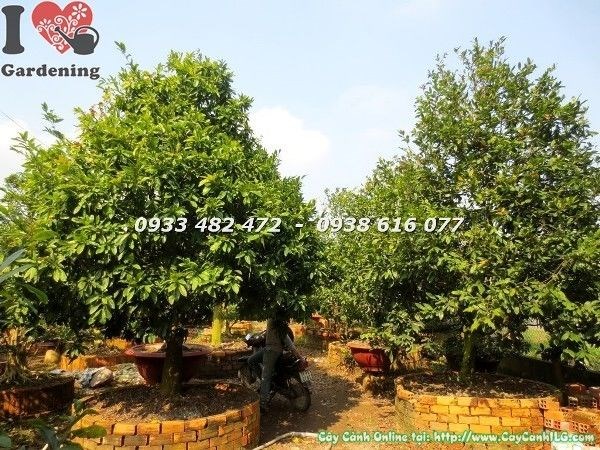 Vườn Cây Mai Cổ Thụ (Ms: 23050)