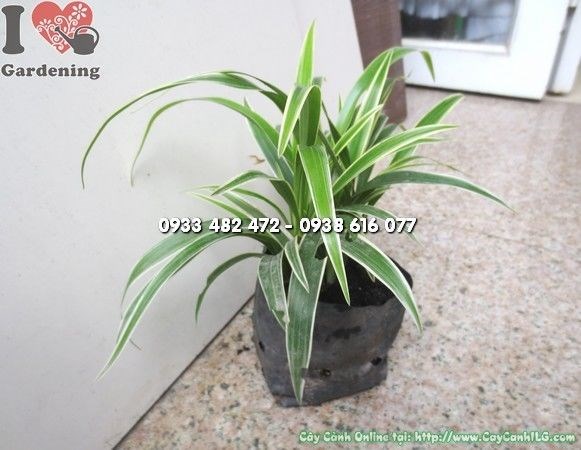 Cỏ Lan Chi Lá Ngắn (Cao 10cm – Ms: 23055)