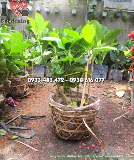 Cây Hoa Dành Dành ( Cao 25cm – Ms: 23107)
