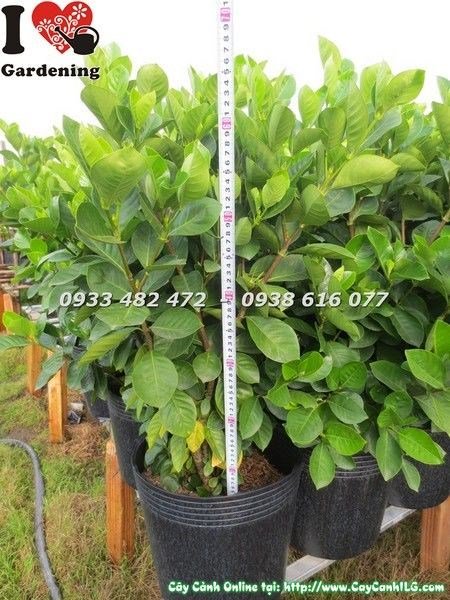 Cây Dành Dành (Cao 50cm – Ms: 23117)