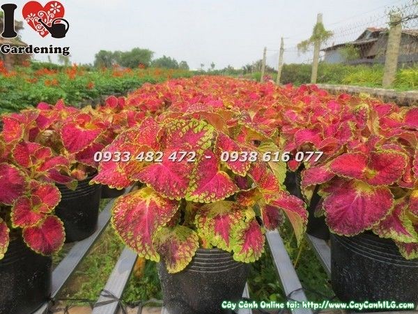 Cây Lá Gấm Đỏ Lớn (Ms: 23180)