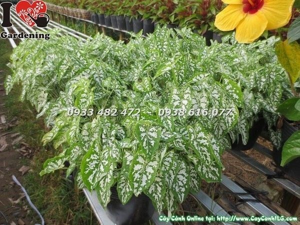 Cây Môn Trắng Lớn (Cao 15cm - Ms: 23207)