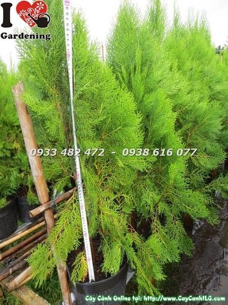 Cây Trắc Bá Diệp Lớn (Cao 80cm – Ms: 23212)