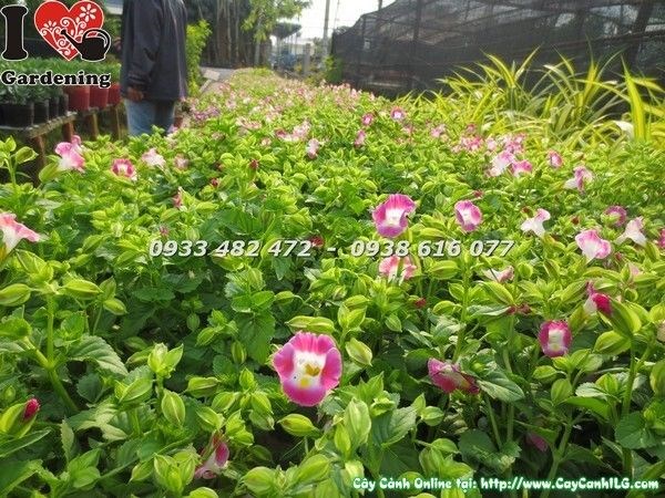 Cây Hoa Păng Xê Chậu Lớn (Ms: 23219)