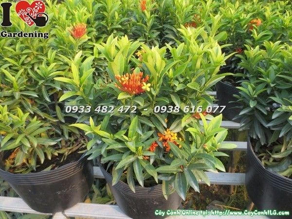 Cây Hoa Trang Màu Cam (Cao 20cm – Ms: 23242)