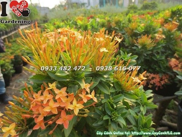 Cây Hoa Trang Vàng Đậm (Cao 30cm – Ms: 23248)