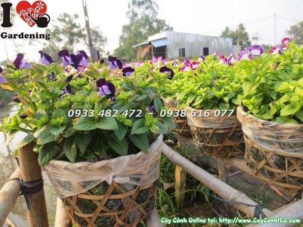 Cây Hoa Păng Xê Giỏ Trung (Ms: 23260)