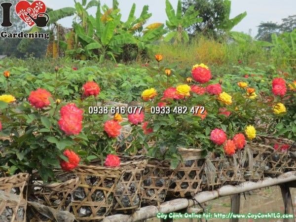 Cây Hoa Hồng Đổi Màu (Cao 25cm – Ms: 23893)