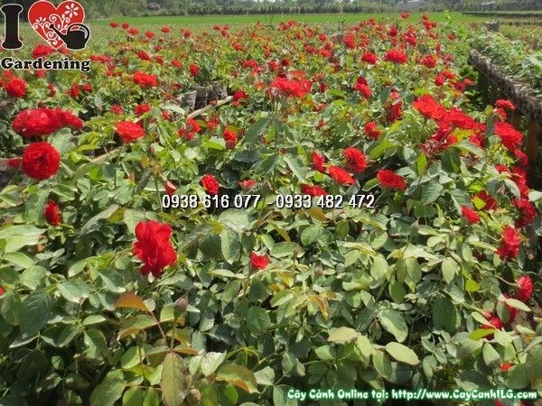 Cây Hoa Hồng Pháp Màu Đỏ (Cao 35cm – Ms: 23898)