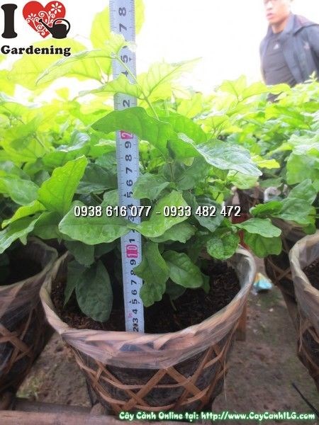 Cây Hoa Lài Giống (Cao 25cm – Ms: 23915)