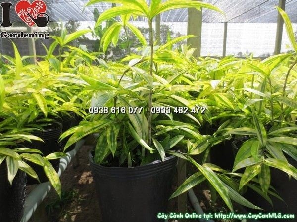 Cây Trúc Nhật Vàng (Cao 55cm – Ms: 23907)