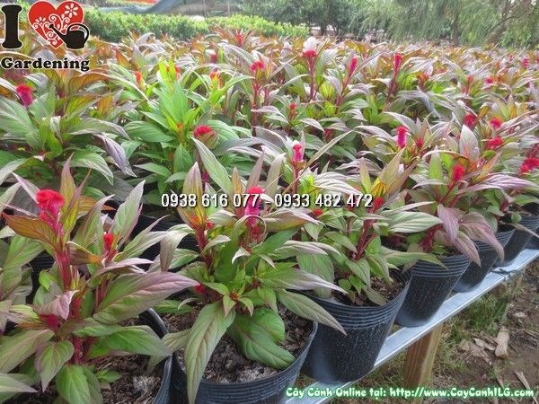 Cây Hoa Mào Gà Giống (Ms: 23925)