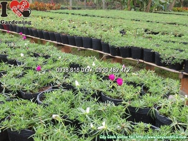 Cây Hoa Mười Giờ Mỹ Chậu Lớn (Ms: 23939)
