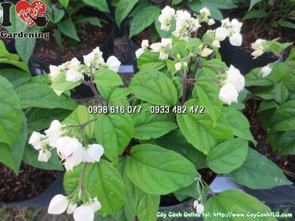 Cây Hoa Ngọc Nữ (Cao 20cm – Ms: 23943)