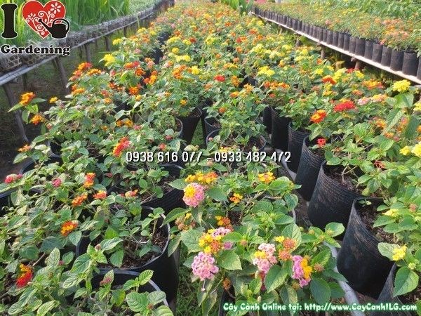 Cây Hoa Ngũ Sắc Đủ Màu (Cao 20cm – Ms: 23949)