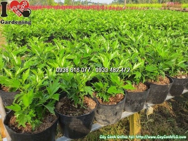 Cây Hoa Dâm Bụt Giống (Ms: 23956)