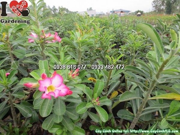 Cây Hoa Sứ Màu Hồng (Cao 40cm -Ms: 23962)