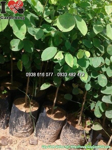 Cây Trắc Giống (Cao 50cm – Ms: 23991)