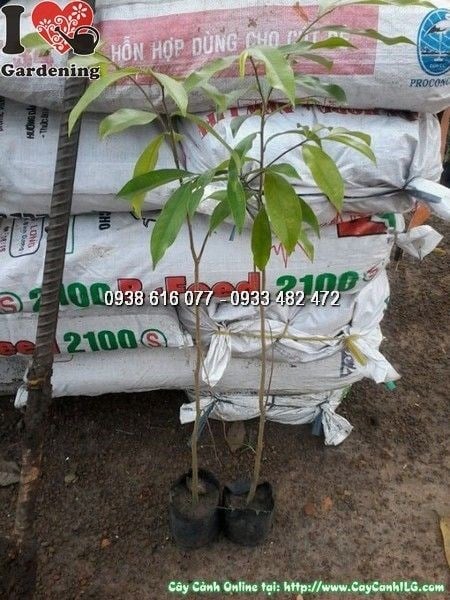 Cây Trầm Hương Giống (Cao 80cm – Ms: 23990)