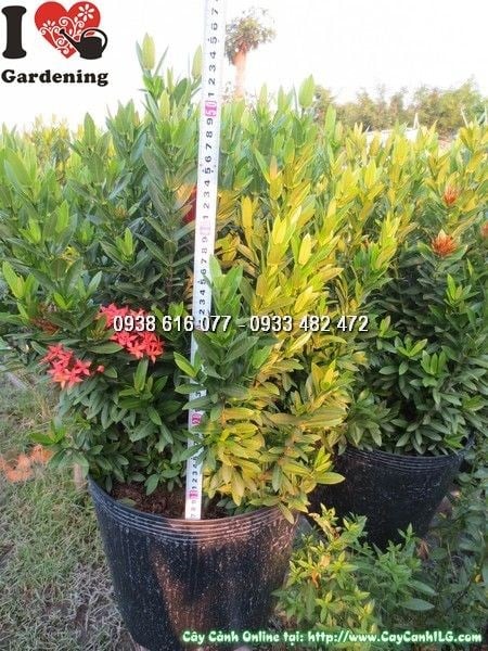 Cây Hoa Trang Đỏ (Cao 50cm – Ms: 24003)