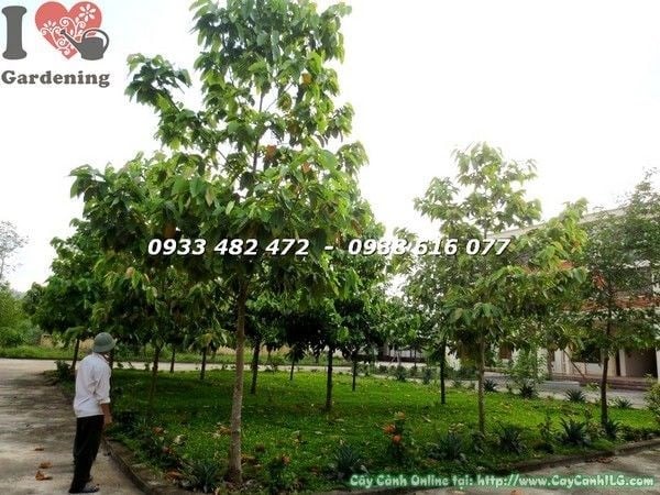 Cây Dầu Tàn Tự Nhiên (Cao 4m Đk 10cm – Ms: 21844)
