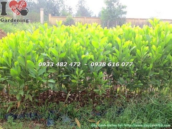 Cây Tràm Giống (Cao 40cm -Ms: 21853)