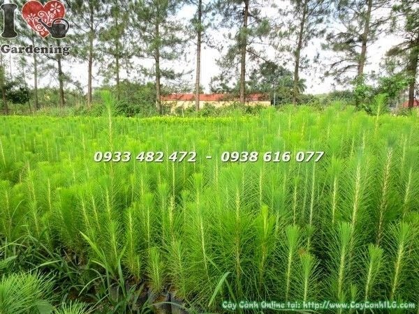 Cây Thông Ba Lá Giống (Cao 30cm – Ms: 21863)