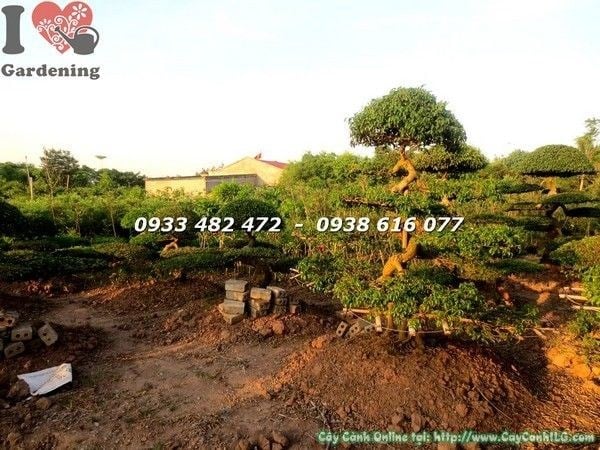 Cây Sanh Kiểng Cổ Cắt Tầng (Ms: 21872)
