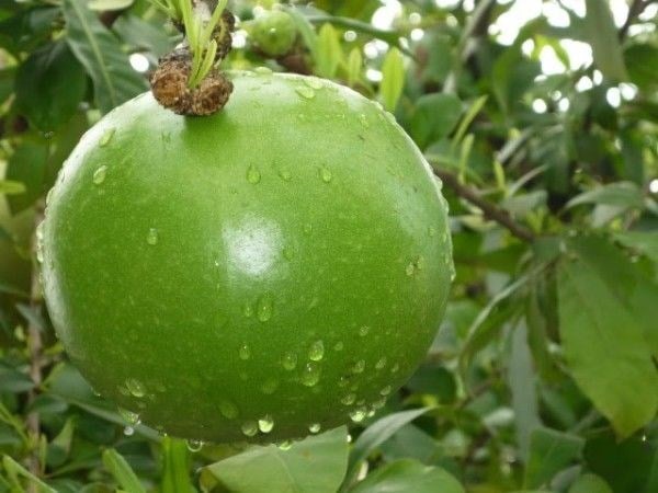 Cây Đào Tiên Đủ Kích Cỡ (Ms: 21889)