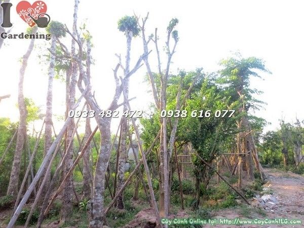 Cây Lộc Vừng (Cao 8m – Ms: 21901)