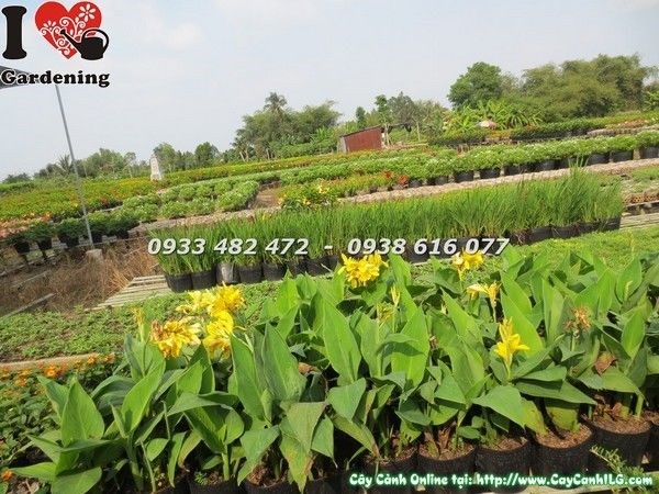 Cây Hoa Chuối Huệ Vàng (Ms: 23169)