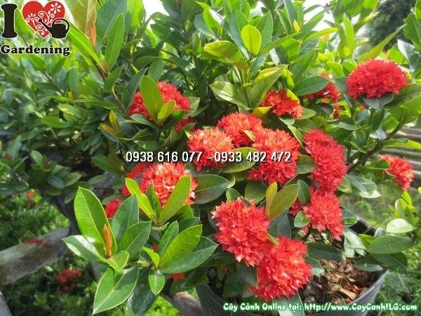Cây Hoa Trang Sen (Cao 50cm – Ms: 24023)