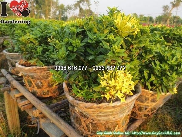 Cây Hoa Trang Vàng (Cao 25cm – Ms: 24032)